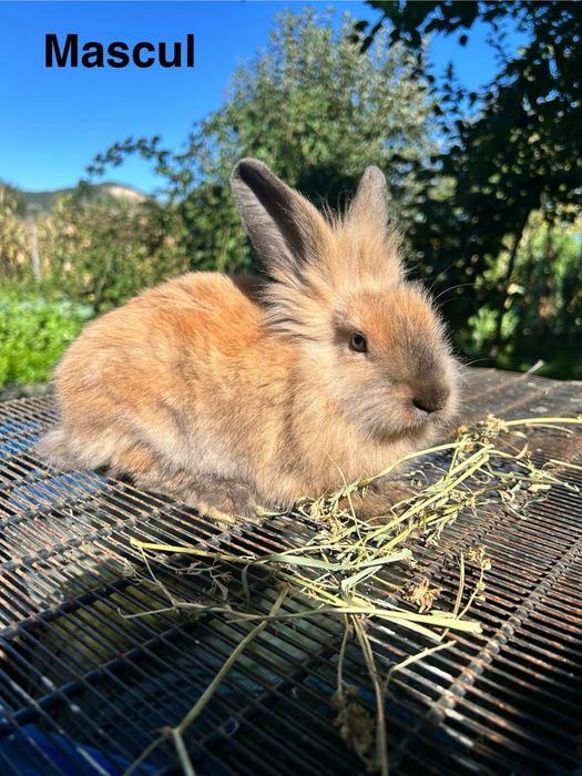 Iepurasii cap de leu