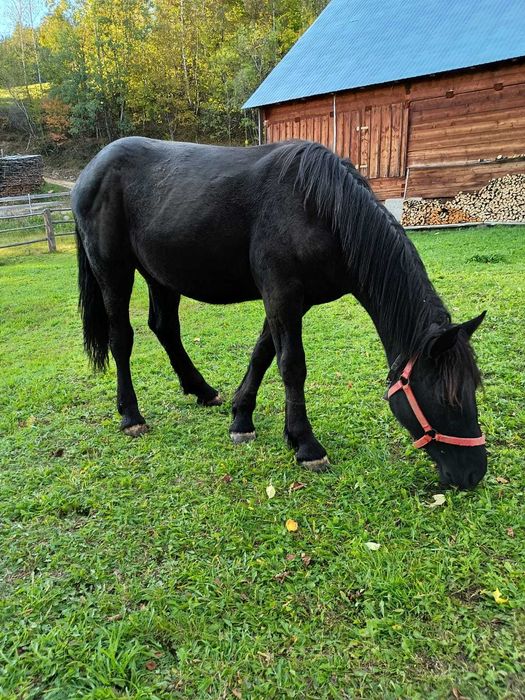 Vând mânză neagră