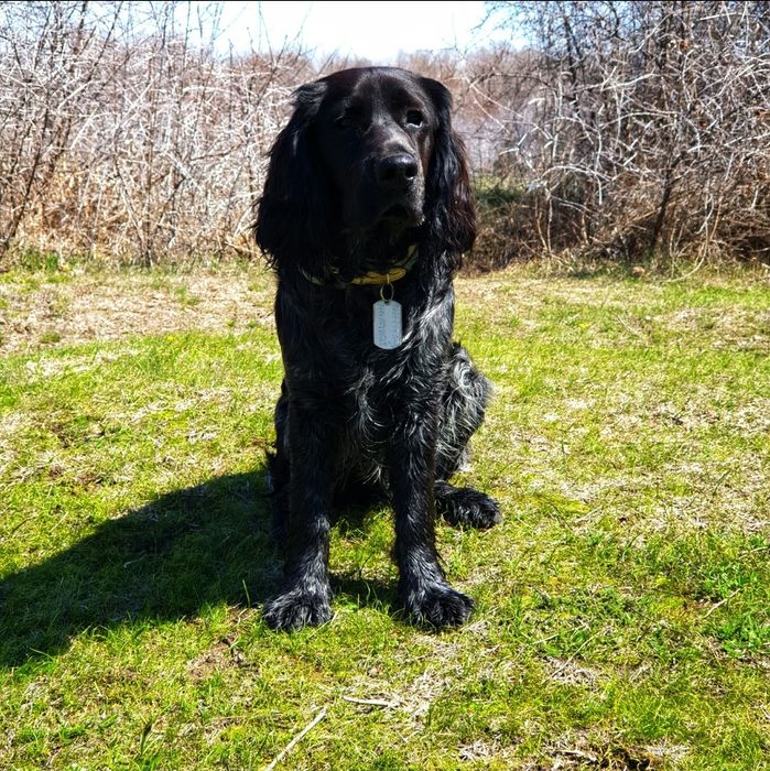 Русский охотничий спаниель для вязки.