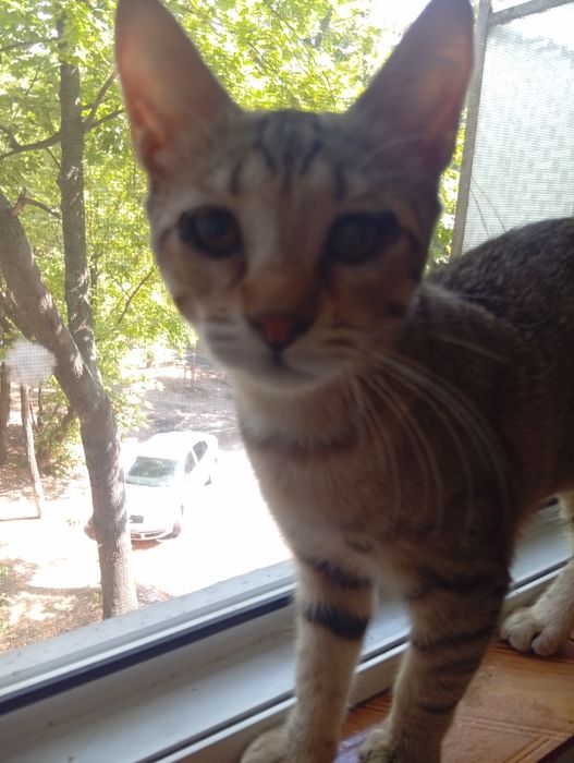 Pisicuțe de apartament pentru adoptie