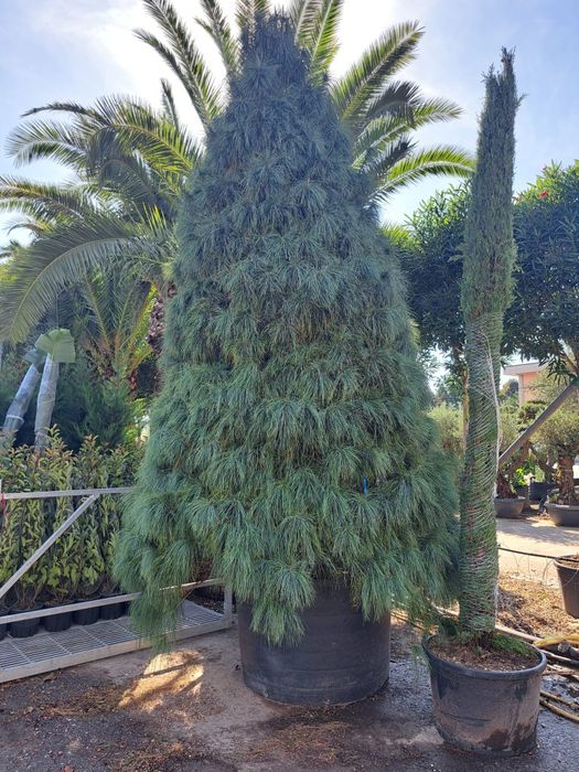 Tuia mesteacăn  magnolia  spirala