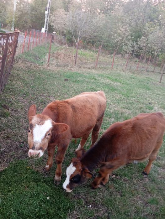 Tăuraș și Junince