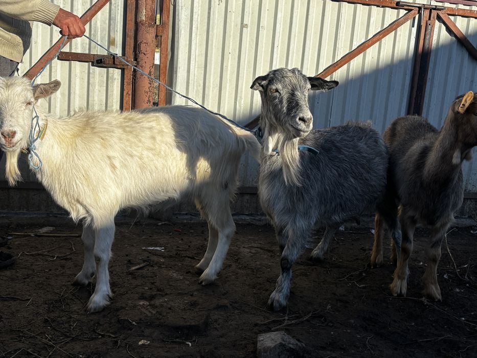 Capre tinere  gestante