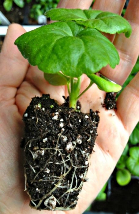 Универсальная почвосмесь, грунт для саженцев, цветов и других растений