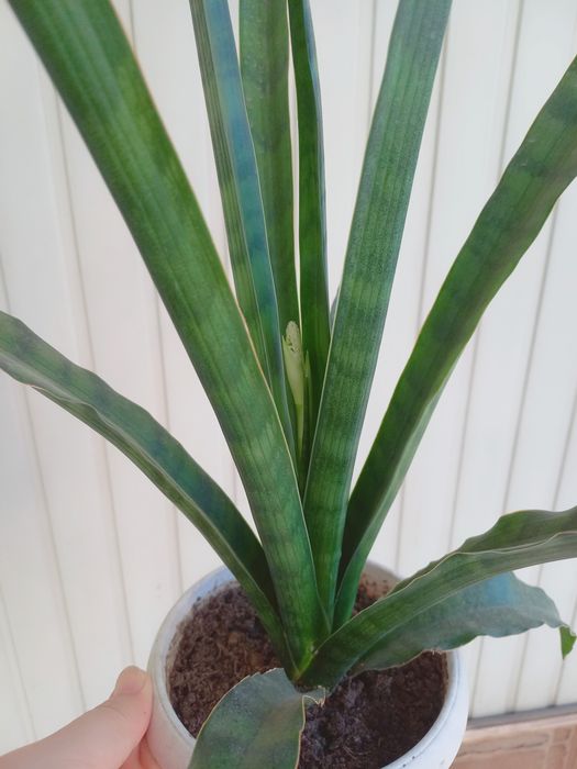 Сансевиерия-комнатные растения