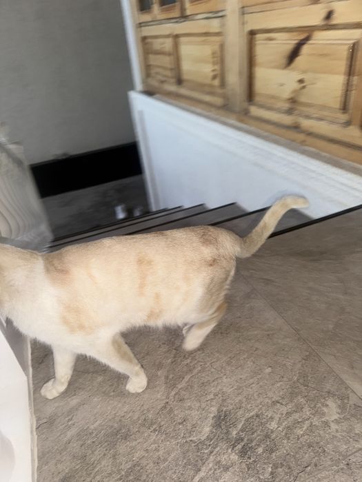 Mushuk кошка отдам даром