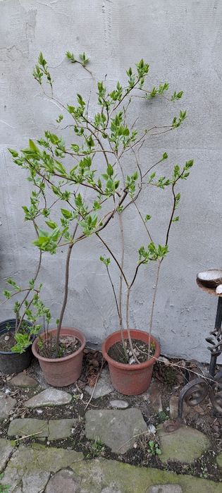 Vand liliac mov in ghiveci