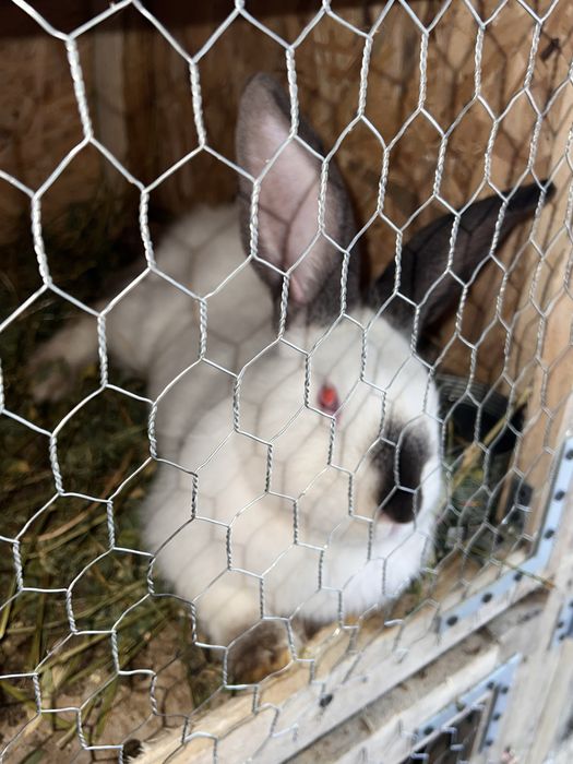 Iepuroi uriasi de transilvania