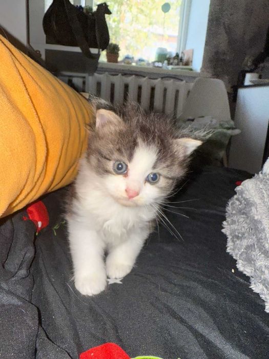Котенок в подарок!
