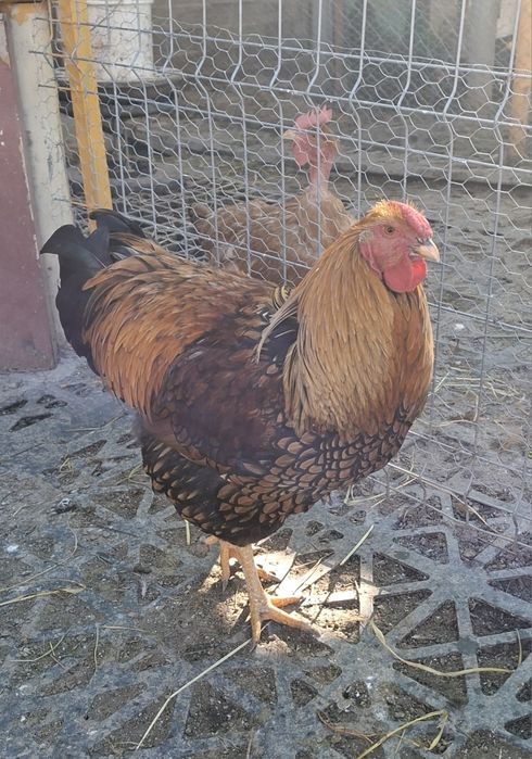 Vând cocos și puicute 2025 Wiandotte  argintiu - Gsg și Australorp