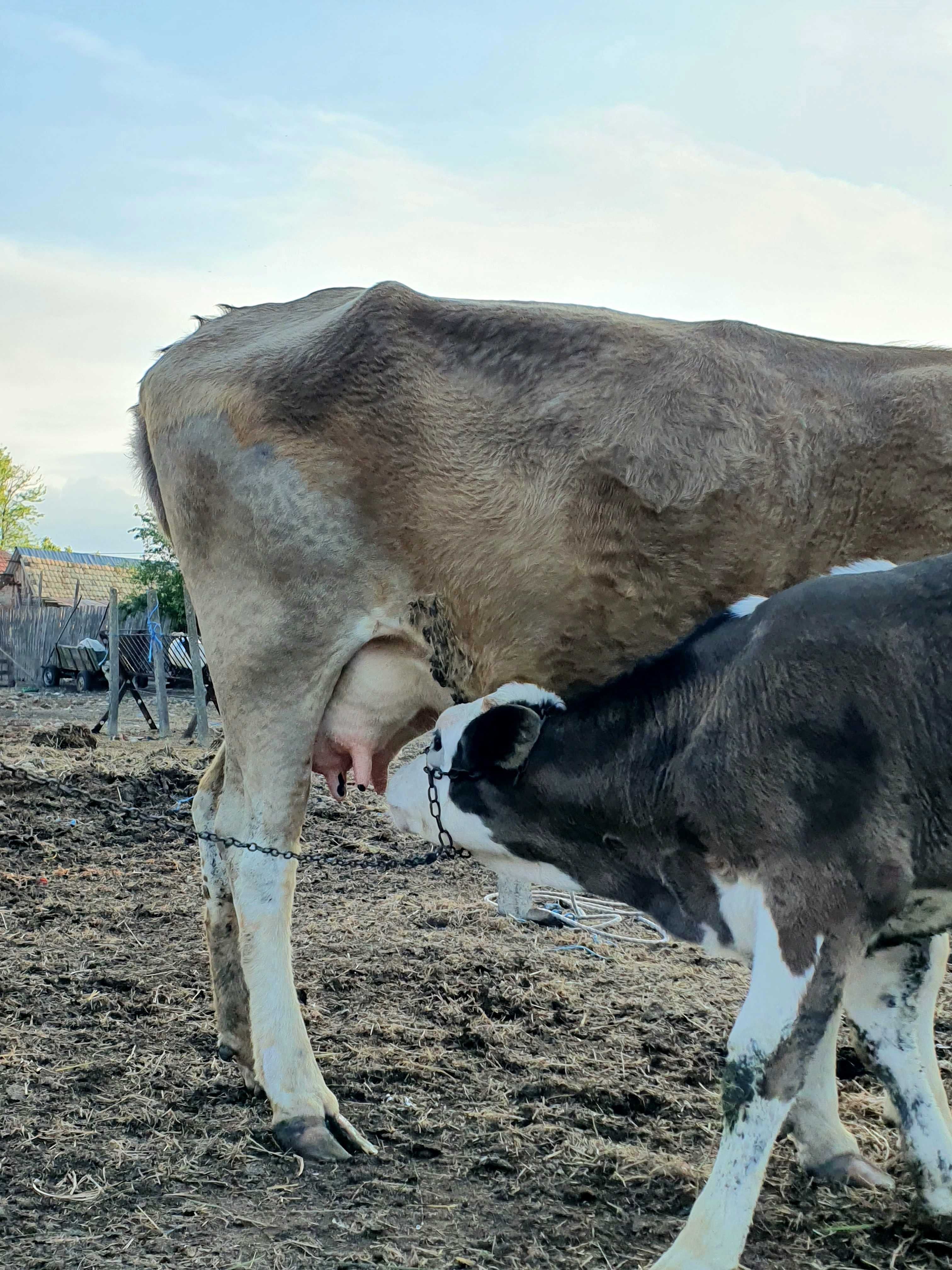 Vaca la prima fatare,gestanta + vițel