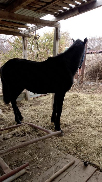 Таи сатылады еркек