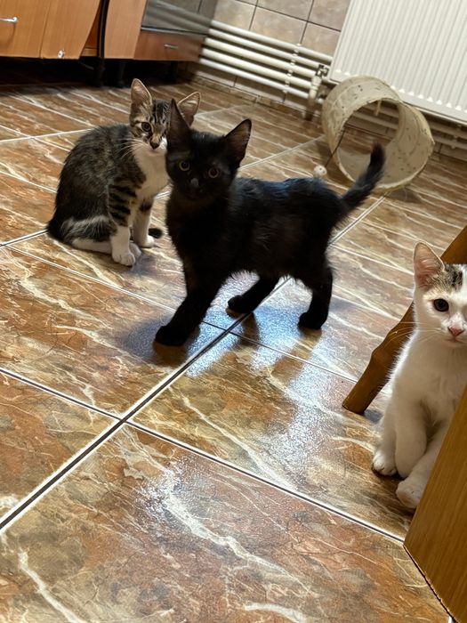 Ofer spre adopție pisici