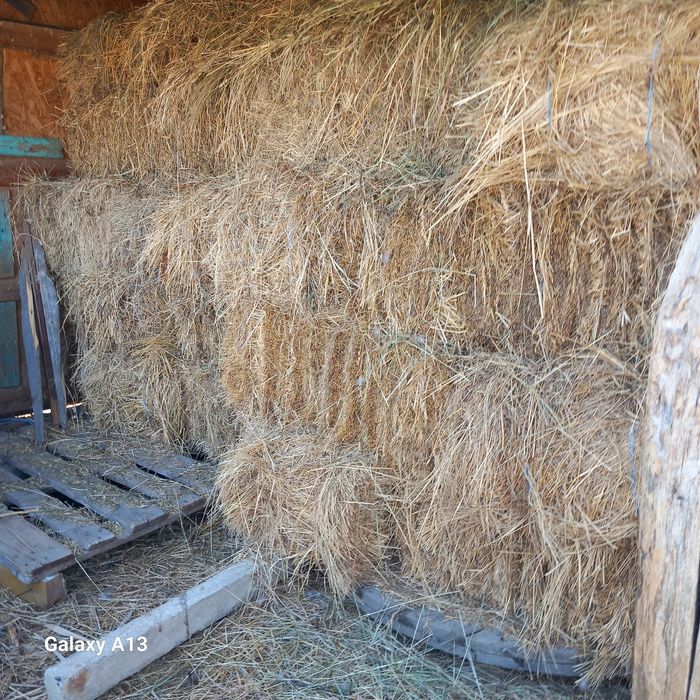 Vând baloti pătrați de fan calitatea 1