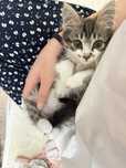 Продается котёнок