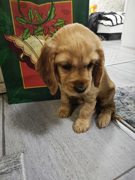 продавам кокер шпаньол – перфектно кутренце с пълен комплект!