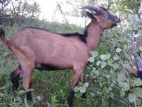 Vand tapi alpina franceza