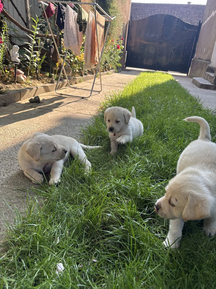Labrador retriever alb