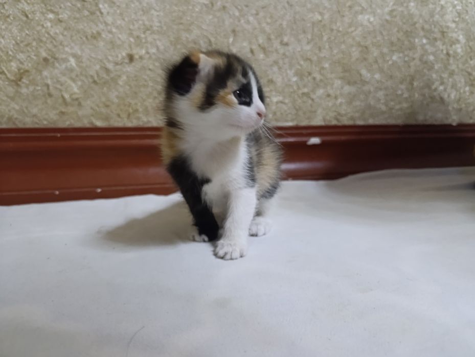 Кошки два веслаухие 1 месяц