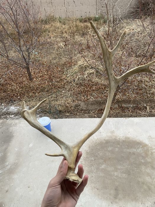 продаю рога северного оленя