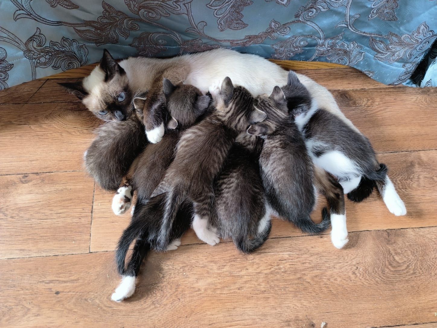 Ищем дом котятам