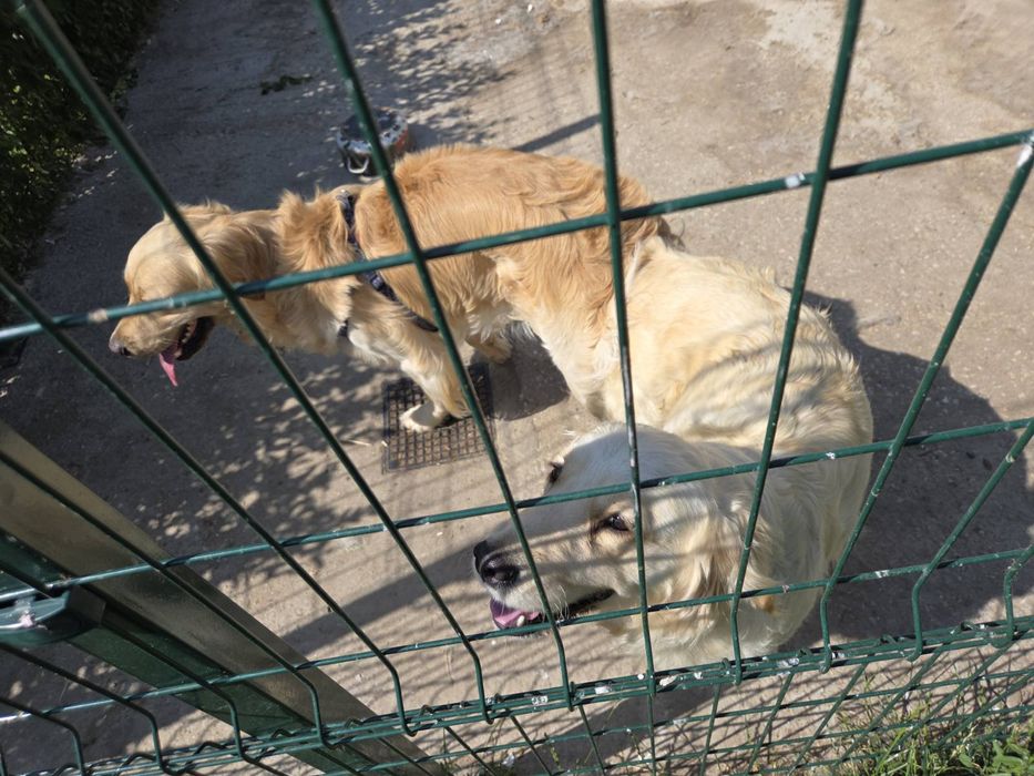 Голдън ретривър бебе