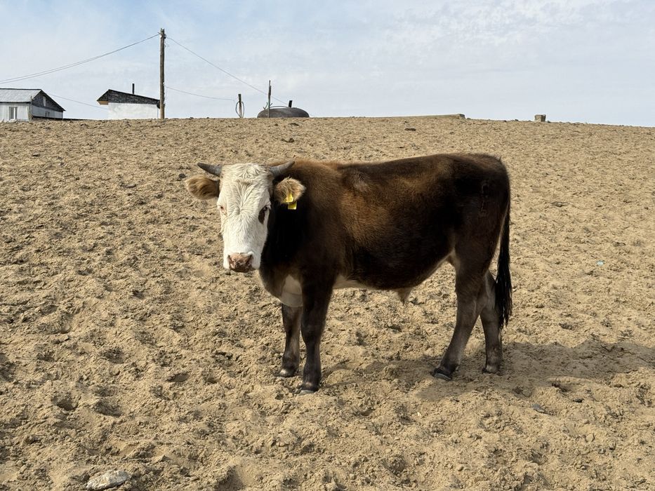 Өгіздер сатылады семиз