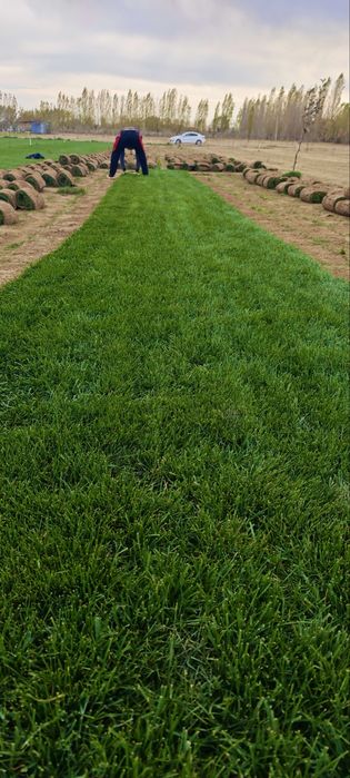 Fito - самый устойчивый к жаре ГАЗОН | Jazirama issiqqa chidamli GAZON