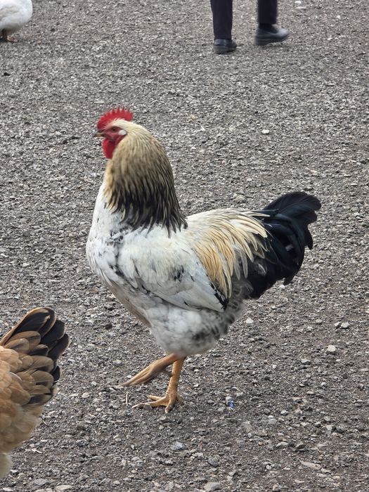 Vând Cocoși frumoși.