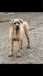 Mascul Cane Corso cu Pedigree