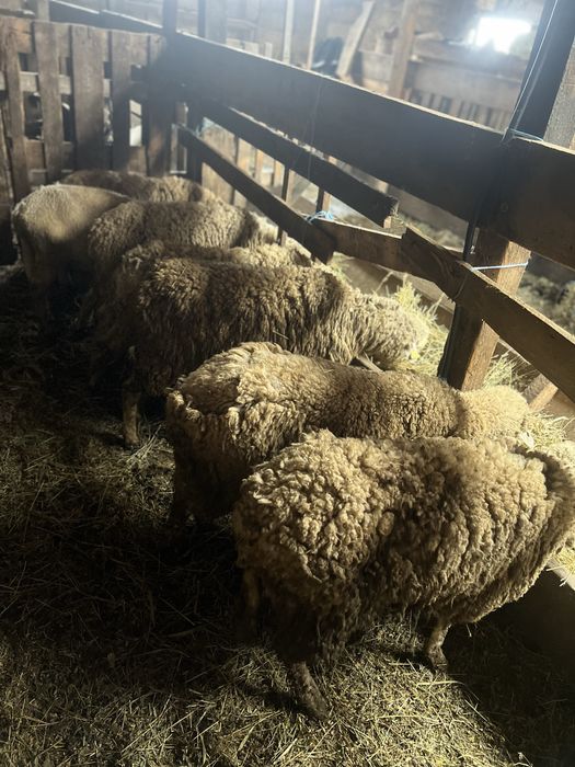 oi de vanzare, 7 buc.