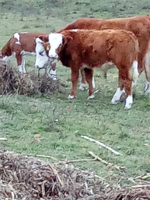 Disponibil trei bucăți