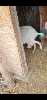 de vânzare o capră de rasă Saanen cu producției de  lapte(4,5 la zi)