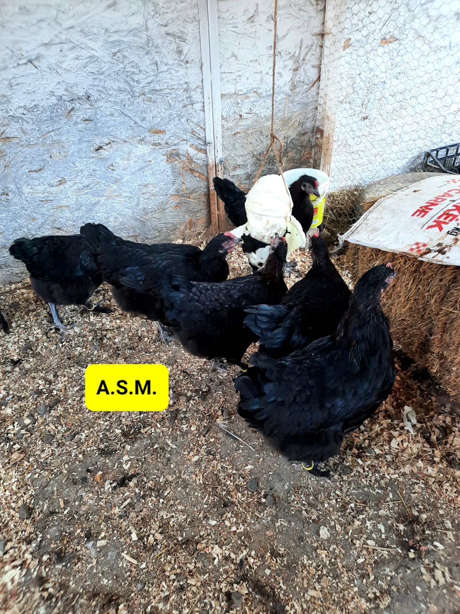 Preiau comenzi pt pui din rasa Australorp Negru și Marans