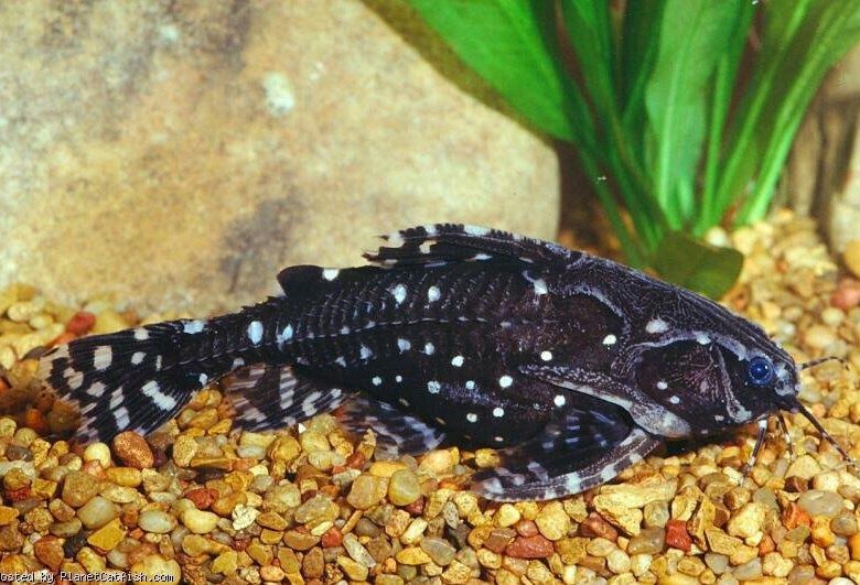 Звездчатый агамикс