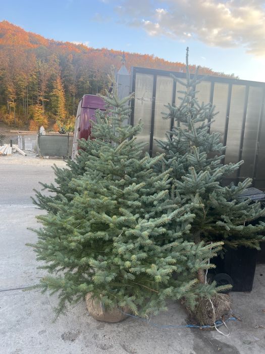 Brazi arginti si verzi