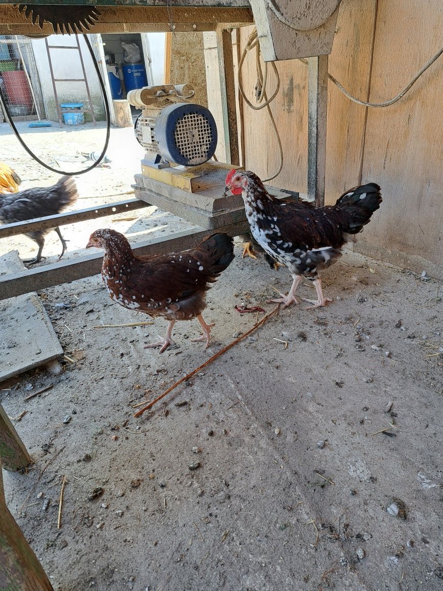 Gâște și cocosi de vânzare