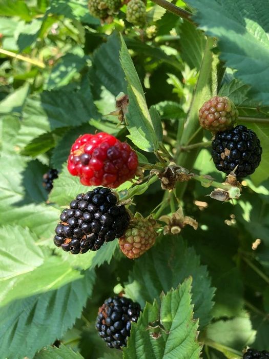 Butasi de Mure sau zmeură mare fara spini