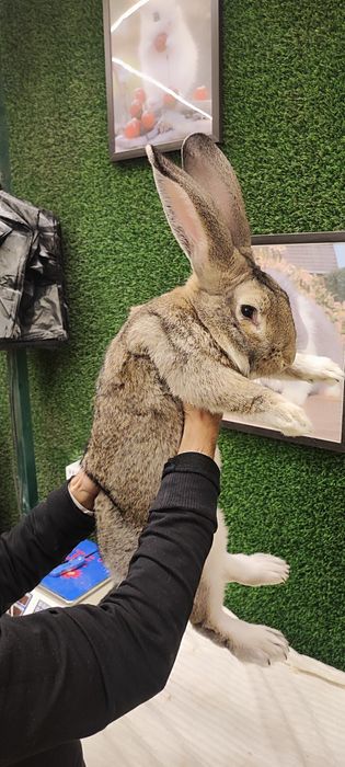 Flandr quyon sotiladi erkak 1 yoshdan oshgan