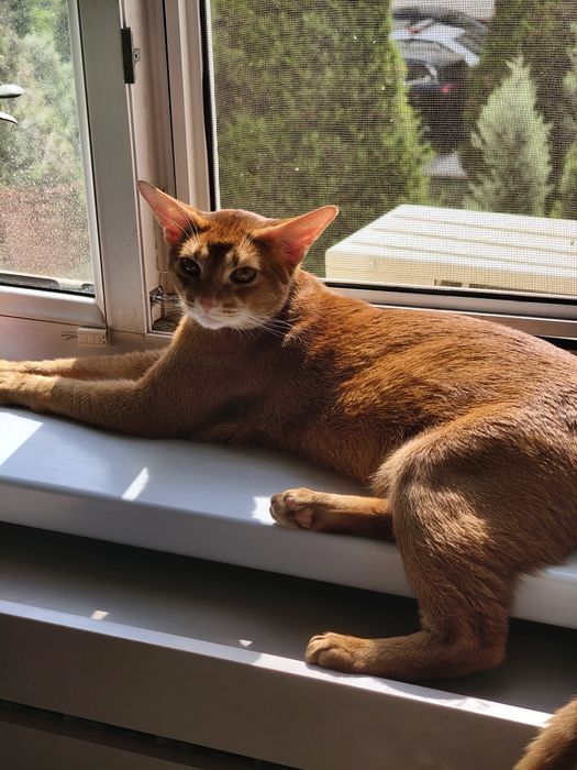 Вязка абессинского кота.