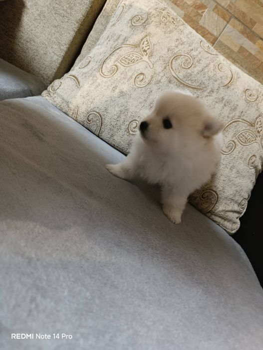 Продавам пумерани