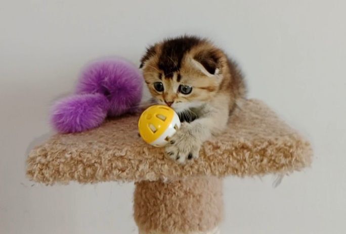 Скоттиш фолд девочка