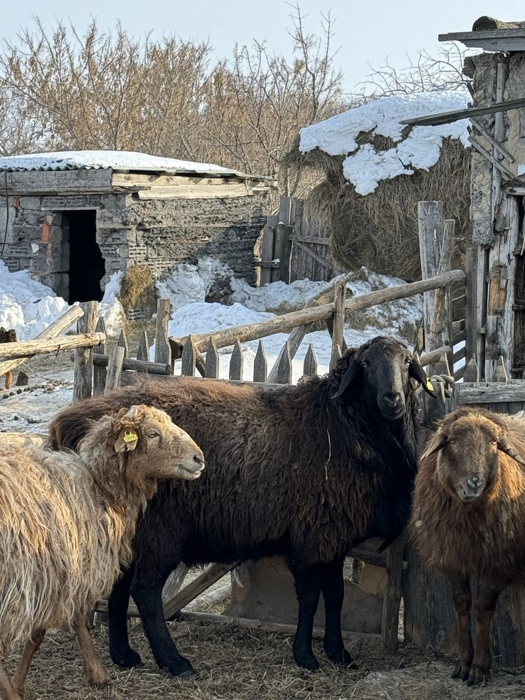 Баран производитель Эдильбай!