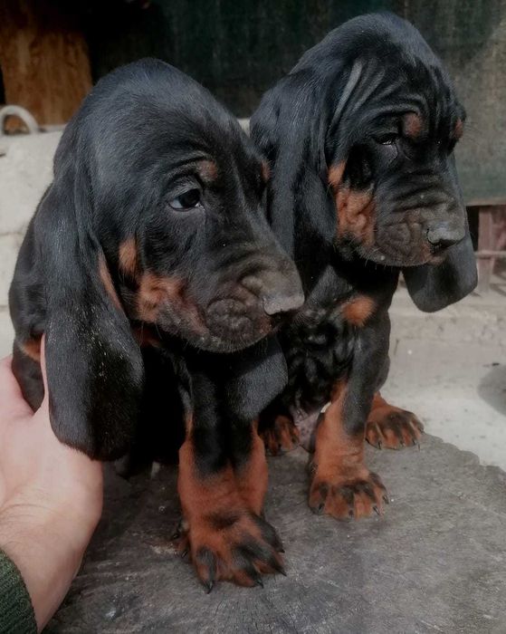 Căței de vânătoare