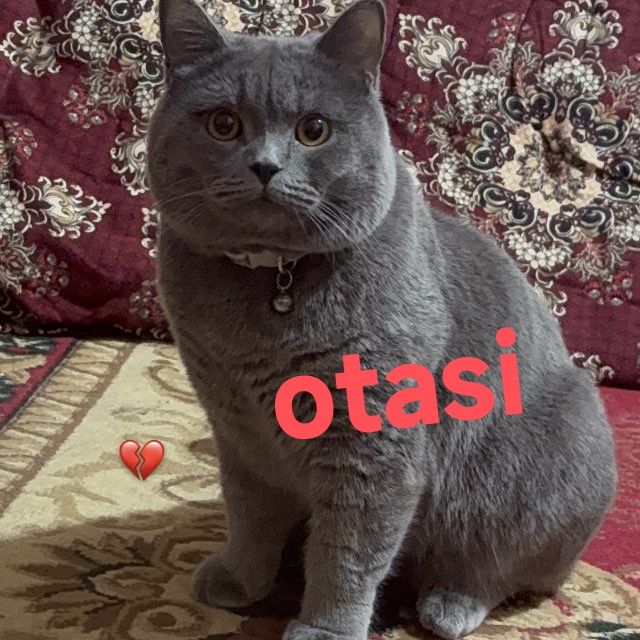 Mushukchalar fold va strayt