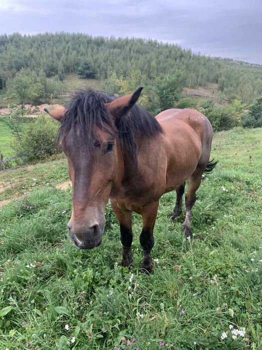Vînd sau schimb cu auto cal de 4 ani merge bine la carut si blînd