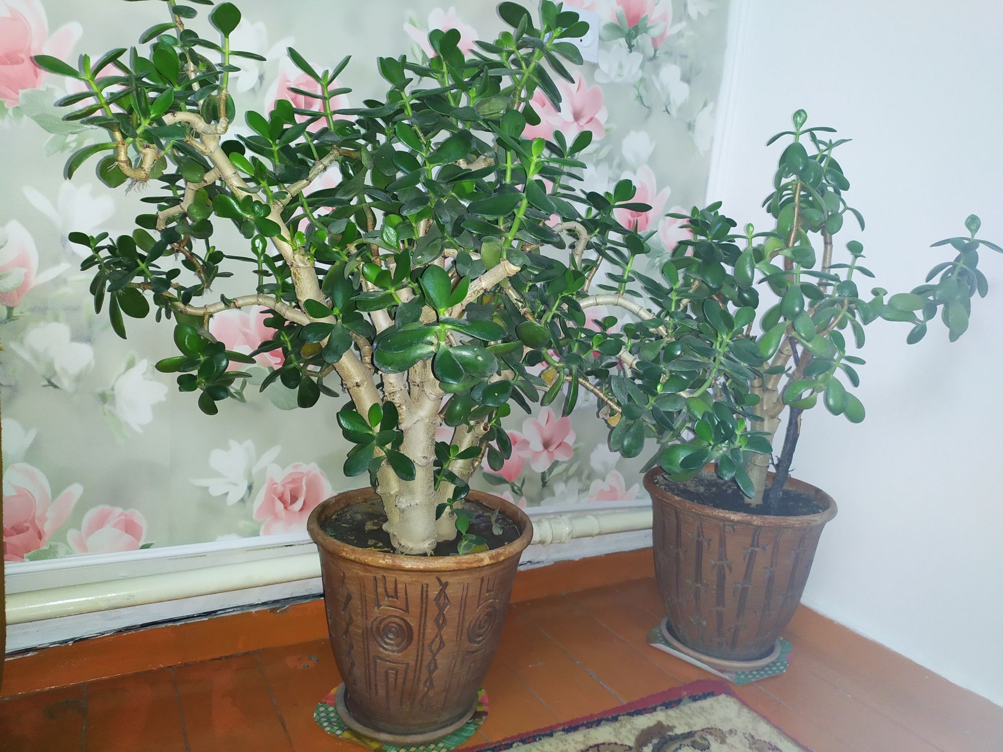 Денежное дерево, Толстянка, Красула, цветы в офис или дом