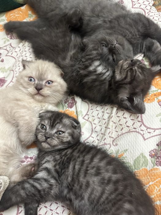 Умные ласковие котята