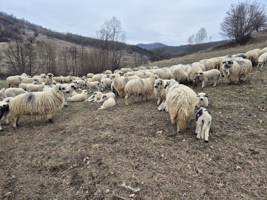 Oi turcane românești