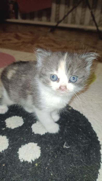 Отлам кошечек в добрые руки